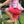 Cartwheel Shorts - Strawberry