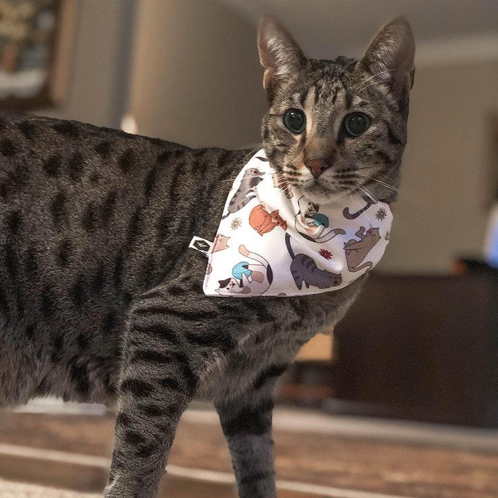 Pet Bandana Bib (Final Sale)
