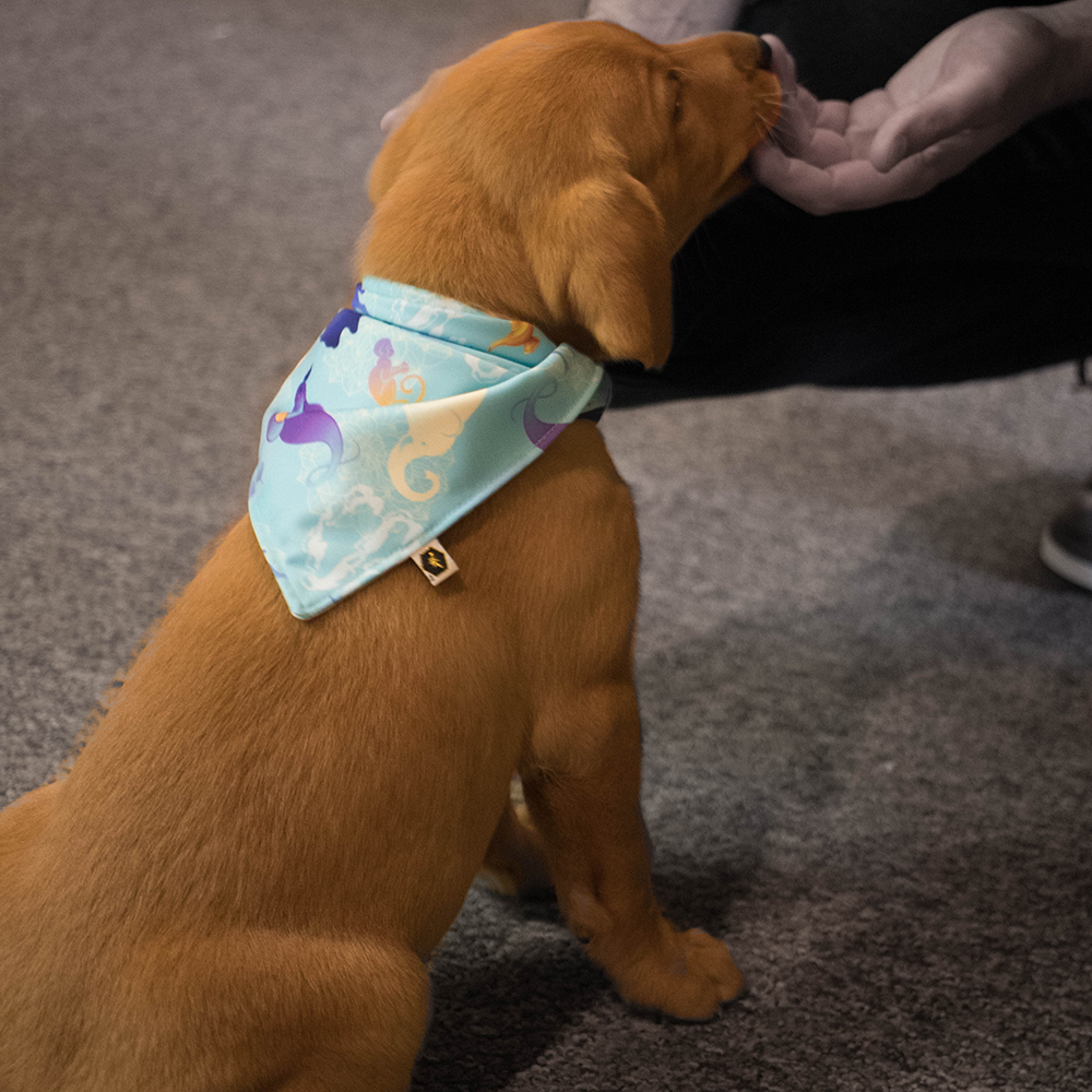 Pet Bandana Bib (Final Sale)