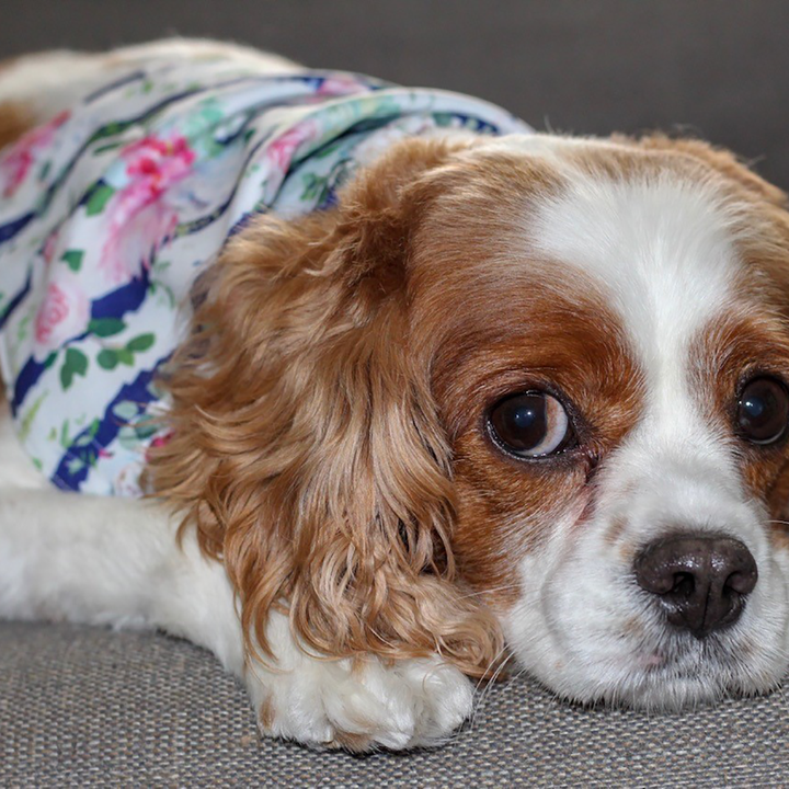 Pet Bandana Bib (Final Sale)