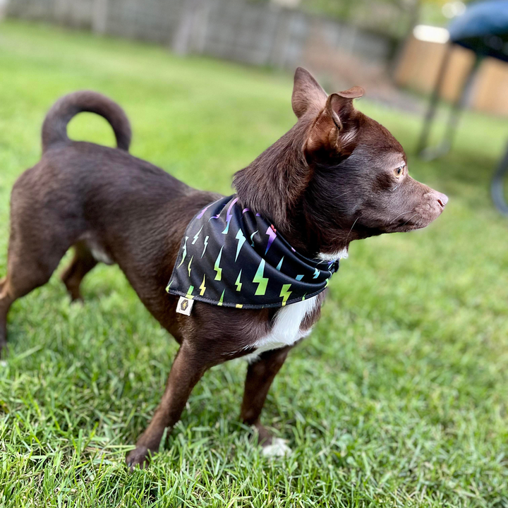 Pet Bandana Bib (Final Sale)