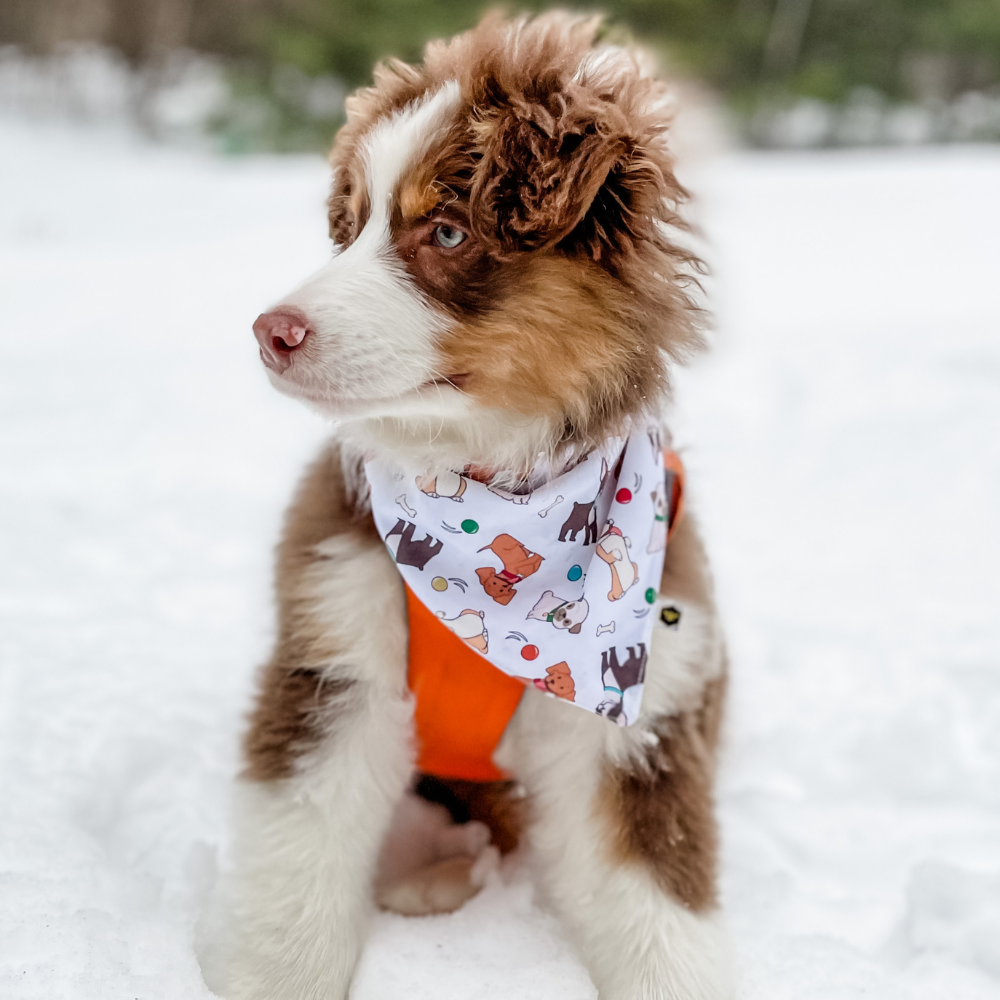 Pet Bandana Bib (Final Sale)