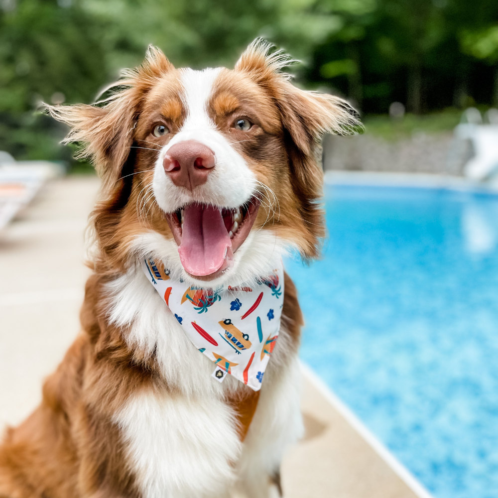 Pet Bandana Bib (Final Sale)