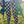 Jogger Pants - Rex 'n Chex