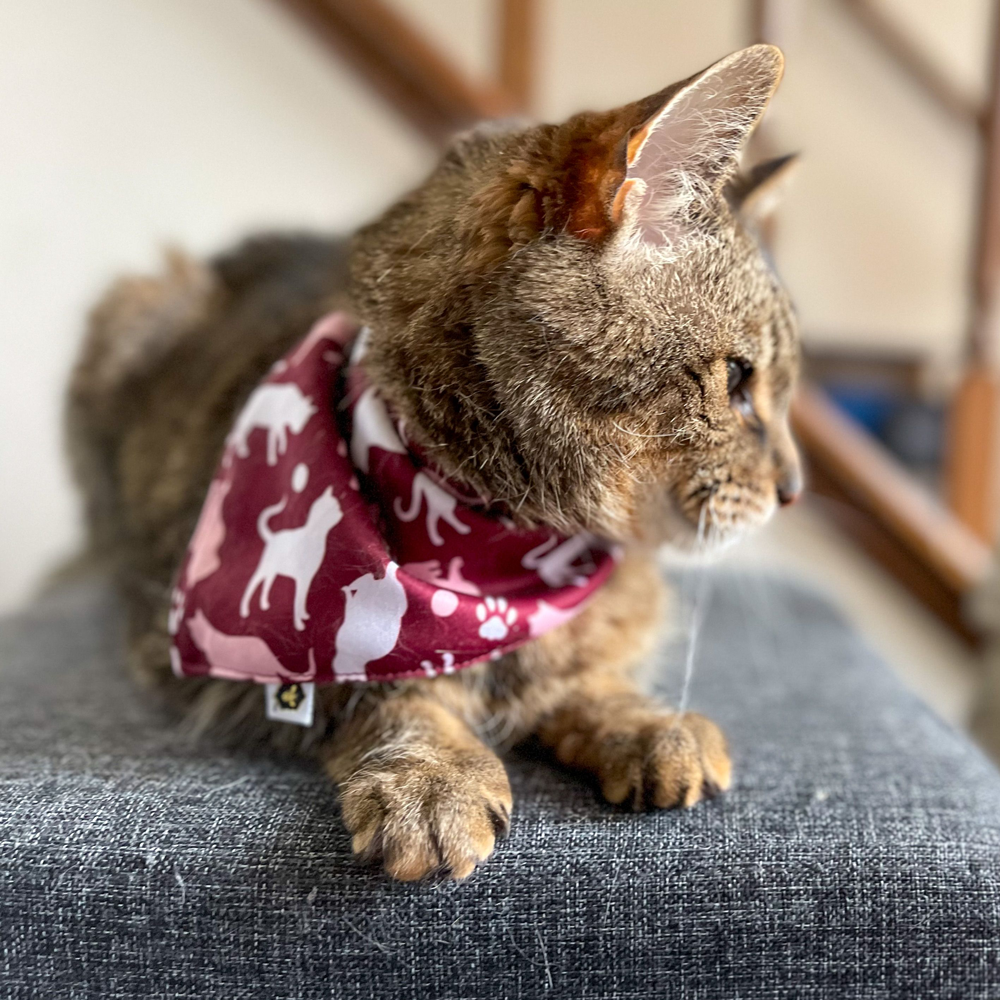 Pet Bandana Bib (Final Sale)