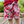 Jogger Shorts- 9/10 (Final Sale)